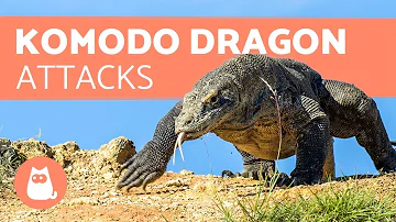 Is small Komodo dragon dangerous?
