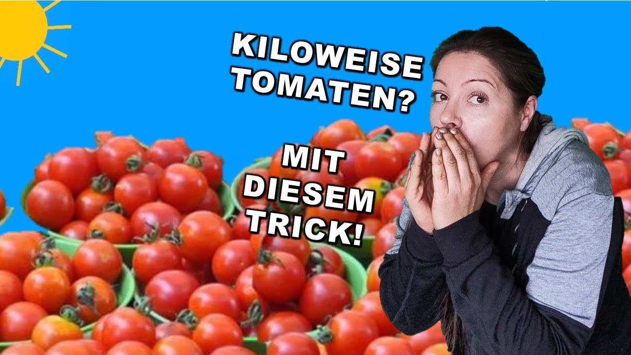 Tomaten DNGEN ab WANN oder geht's auch ohne Dngen? #SHORTS - YouTube