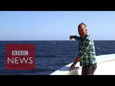 Blue whale's perfect timing to upstage TV presenter - BBC News
