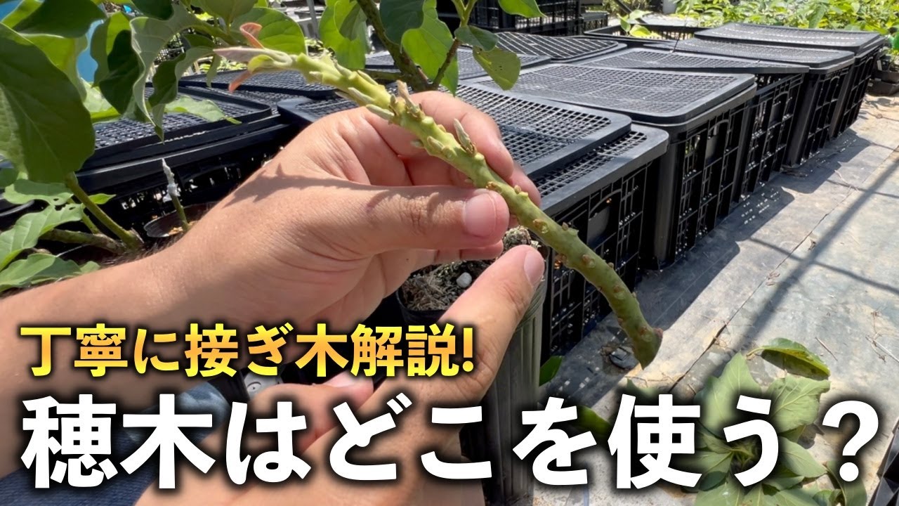 【接ぎ木】穂木はどこを使ったら良い？「アボカド」