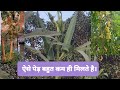 Gaon ki bhindi ke ped trending 2022 rare vlog villalife