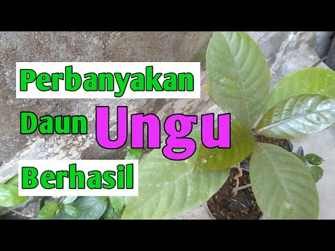 Video: Cara Menanam Ungu Dari Daun Di Rumah