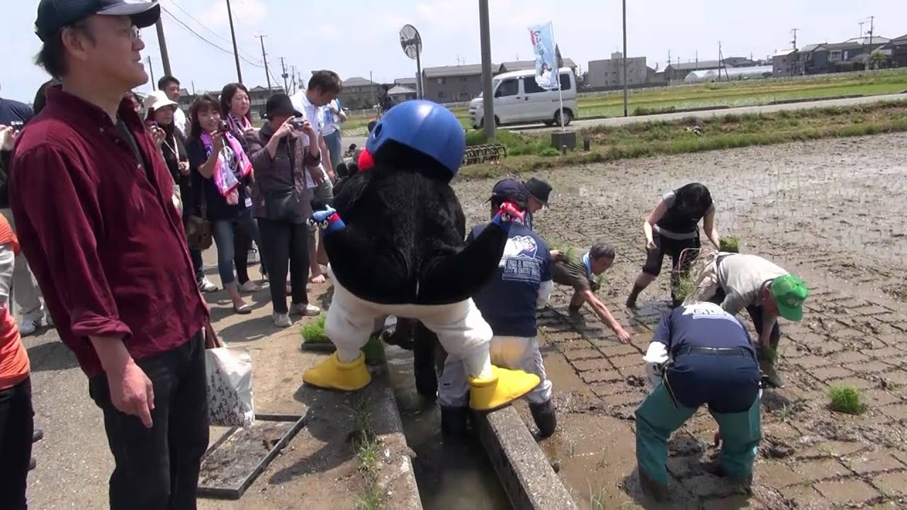 つば九郎 燕市で田植え　2012年5月