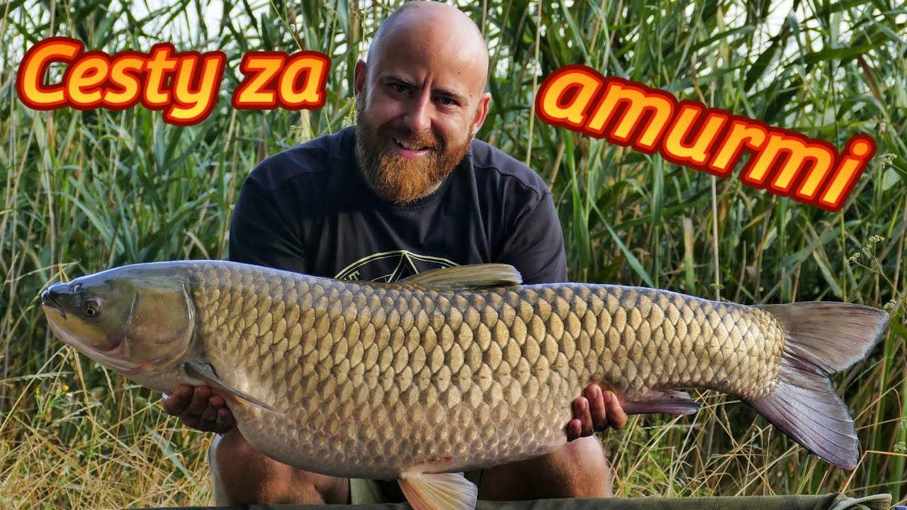 Lov amura č.2🐟 🎣 Ako na ne - pop up - tigrý orech - partikel - ronnie rig