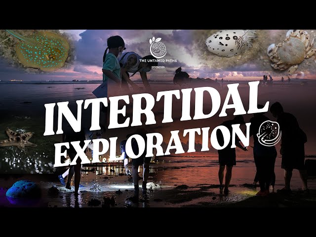 The Untamed Paths | Intertidal Exploration (Sentosa) | 4K60