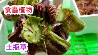 食蟲植物土瓶草（Cephalotus follicularis） 開箱囉好愛這類特殊植物越