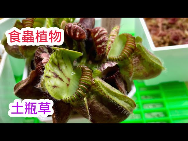 食蟲植物 土瓶草（Cephalotus follicularis） 開箱囉 好愛這類特殊植物 越怪我越愛(￣∇￣)