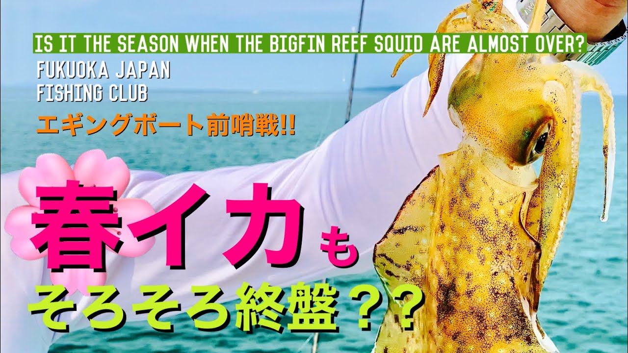 福岡釣部 By エギング 112 春イカ釣りもそろそろ終盤 ちゃっかりアオリイカget Fukuoka Japan Fishing Club English Sub In 福津 Youtube