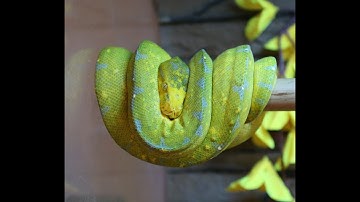 Morelia Color Change