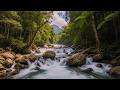 Relaxing Riverbank Retreat 🌿 | Forest Bird Ambience for Sleep and Mindfulness