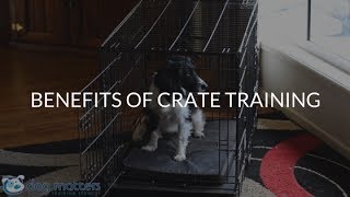 The Benefits Of Crate Training