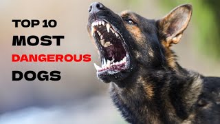 Top 10 MOST DANGEROUS DOGS - MOST DANGEROUS DOGS IN THE WORLD 2023