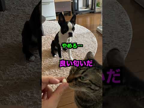 猫に邪魔されながらおやつを食べるボストンテリア