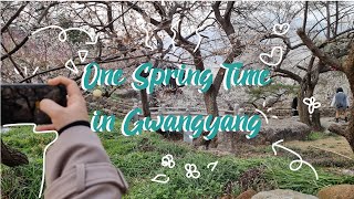 [Page 8] One Spring Time in Gwangyang ⛰| Maehwa Festival🌸🌺