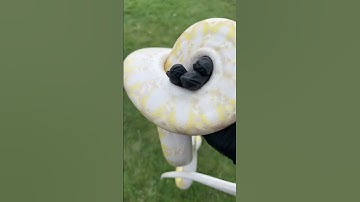 ❄️ Super Dwarf Purple Snow ❄️ #animal #reptiles #snake #python #viral #pets #superdwarfretic