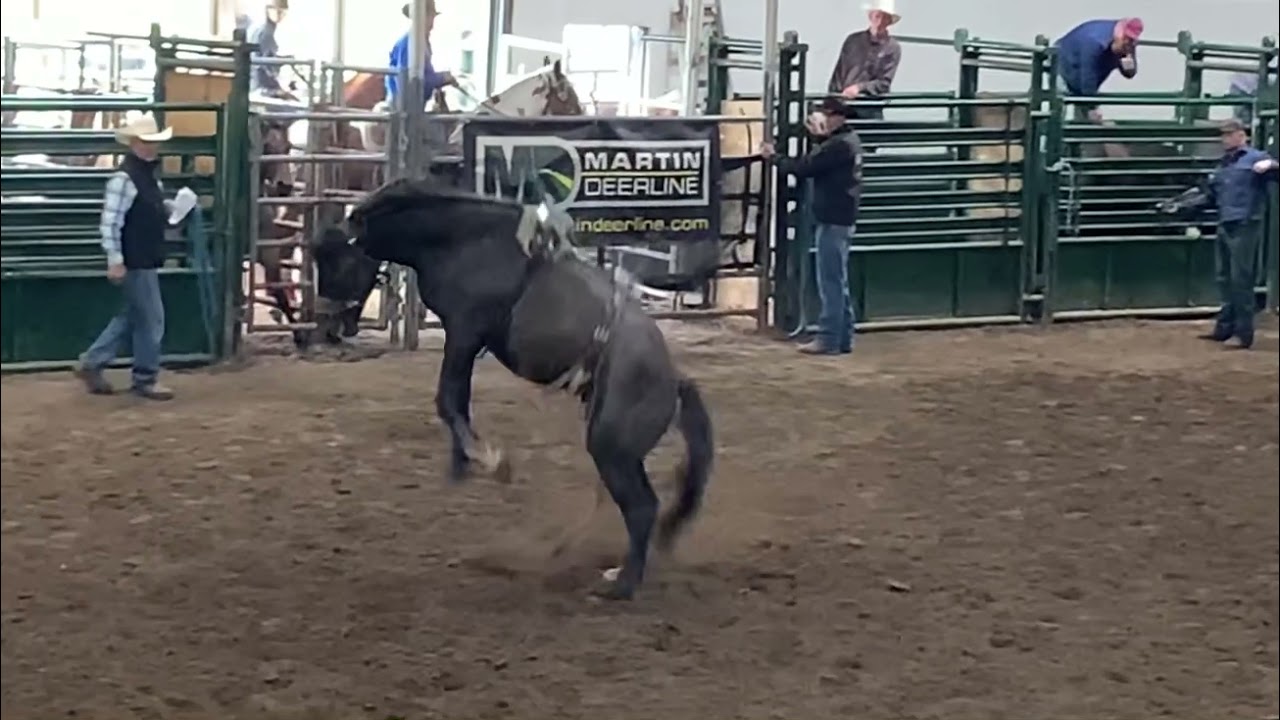 CM Bucking Horses 2021 7