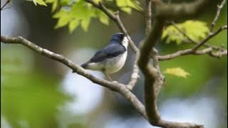 コルリの囀り(Siberian blue robin song)