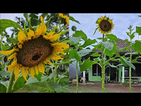 Cara menanam bunga matahari dari benih sampai panen ||How to grow sunflowers from seed to harvest