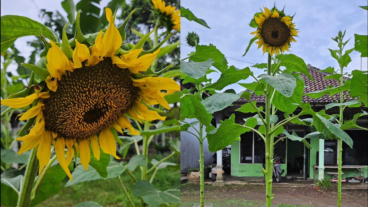 Cara menanam bunga matahari dari benih sampai panen ||How to grow sunflowers from seed to harvest