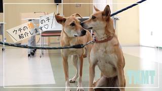 【家族募集中!】＼ウチの推しの子紹介します!/さぬき動物愛護センターしっぽの森(保護犬紹介:広報高松10月号掲載)