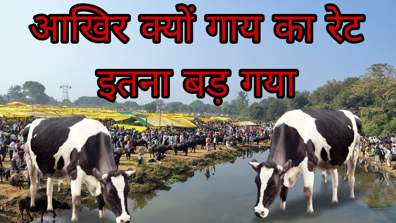 पचोर पशु हाट 13जनवरी 2025