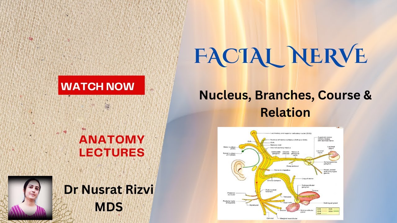 Facial Nerve / branches , course & relation / Anatomy Lectures - YouTube