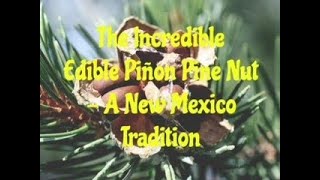 The Incredible Edible Pinon Pine Nut - A New Mexico Tradition