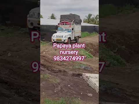 papaya #farming #viral