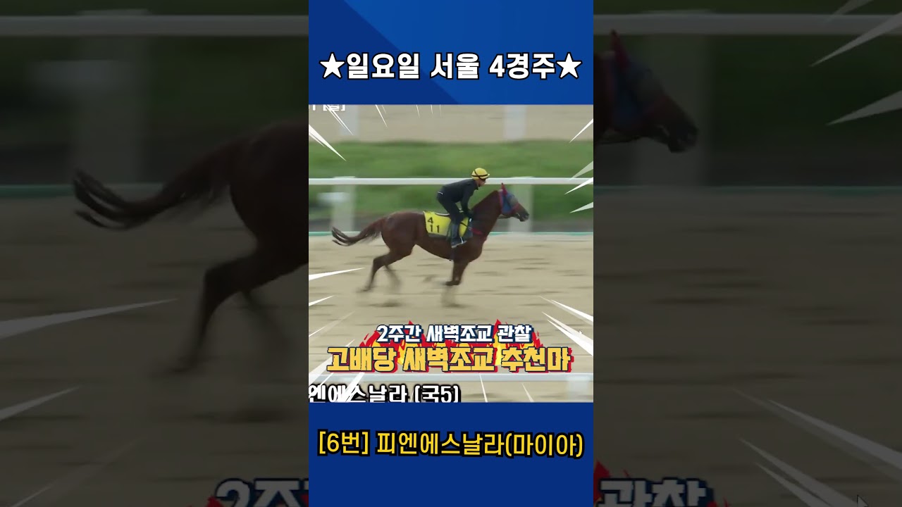 6월7일 일요일 서울 4경주!! 2주간 훈련보인 강백호의 새벽조교 쏘스마!!