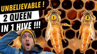 2 Queen Bee In 1 Hive !! How Is This Possible!?