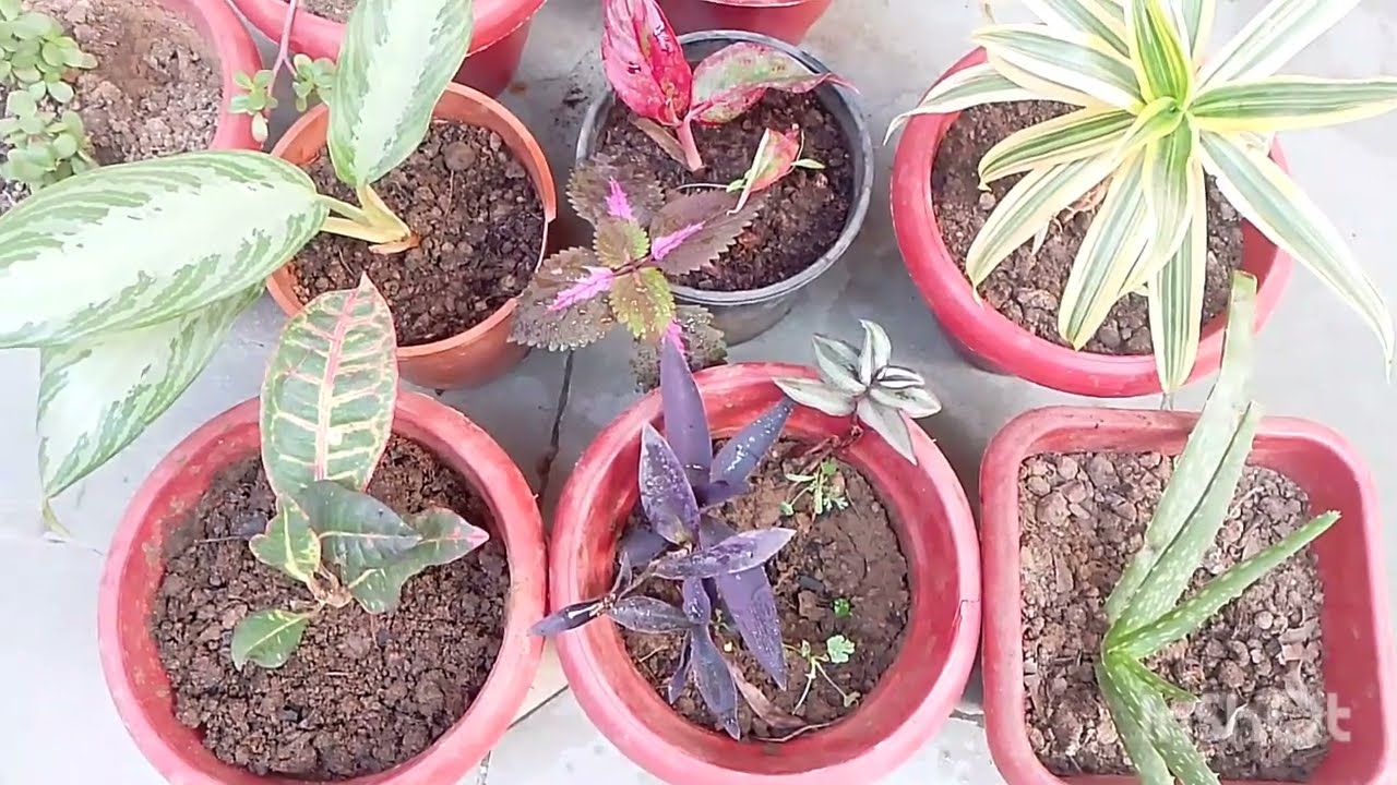 7 Easy Plants I Grew From Cuttings | Propagation Results