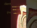 #biology #science #teeth#teeth layer#human physiology#B.sc#human #class10 #adult teeth