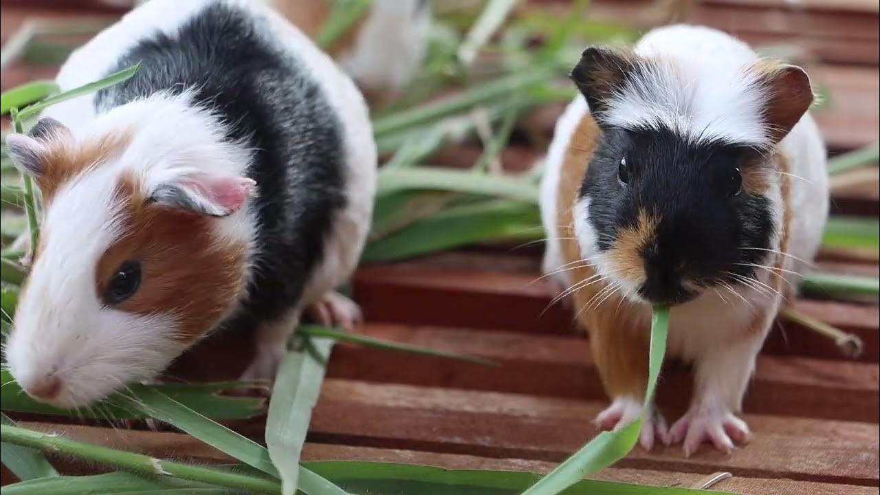 Mouse eat grass and carrots, they live in a new house part 1 YouTube