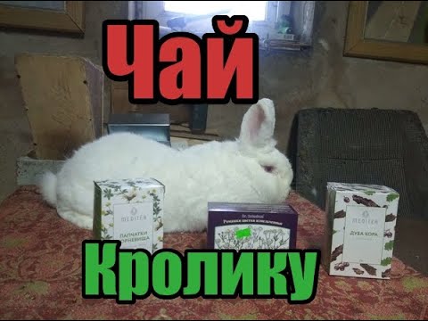 🔥⚡️🔥Понос или вздутие у кроликов🔥⚡️🔥?? Тут ответ! Простой и проверенный способ!! Самка НЗБ Словакия!