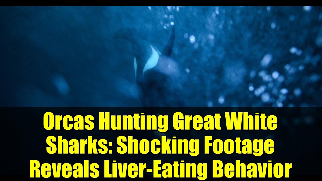 Orcas Hunting Great White Sharks: Shocking Footage Reveals Liver-Eating Behavior