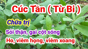 Cây Cúc Tần (Từ Bi) - Vị thuốc nam đa công dụng| Chữa trị gai cột sống| Hằng Lê HG85
