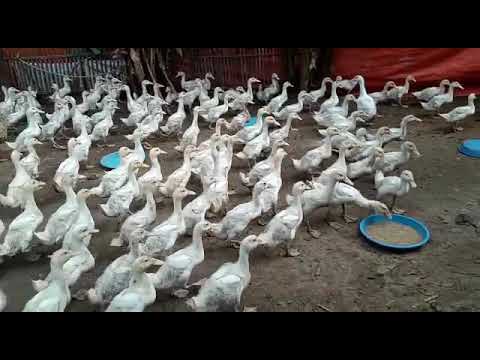 Video: Primer Pada Bebek Peking