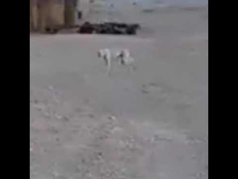 ال قاب يهجم على الكلب