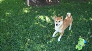 Insane Shiba 500!!!