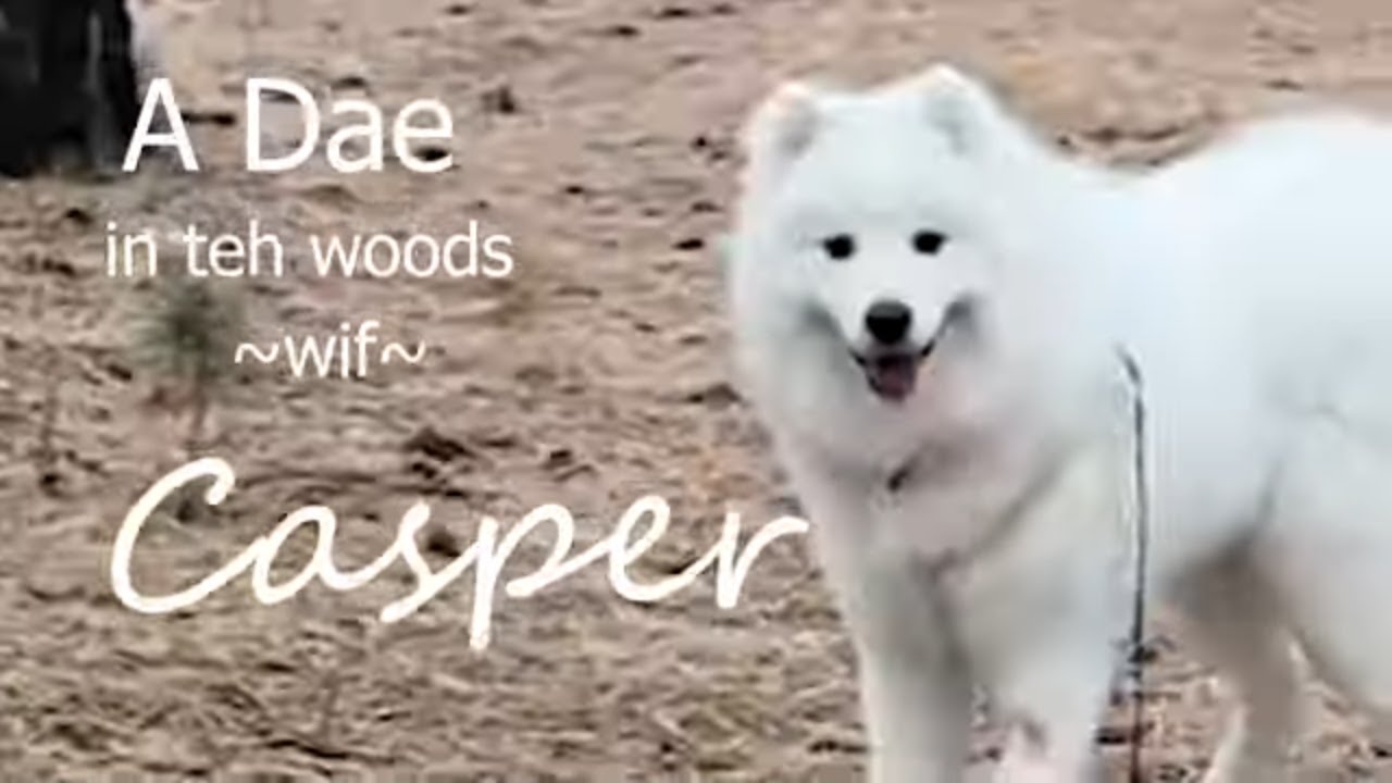 walk with me in the woods!