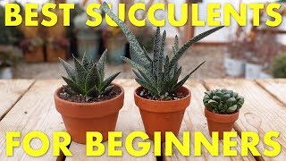 Best Succulents to Grow Inside for Beginners! 🌵👍// Garden Answer screenshot 4