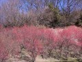 花フェスタ記念公園 の動画、YouTube動画。