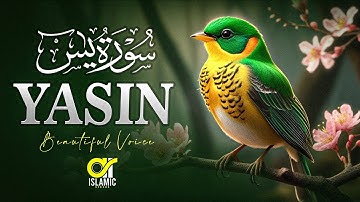 Surah Yasin (Yaseen) سورة يس | Beautiful Voice Heart Touching Quran | EP -148 @islamicvideos.a.r