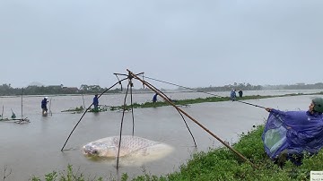 Siêu Phẩm Kéo Vó Bắt Cá Bão WIPHA  - Cá Siêu Khủng Cả Đời Giờ Mới Gặp