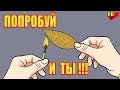 Что будет, если поджечь в доме лавровый лист. Попробуй и ты.