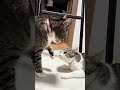 うちの猫可愛すぎる#shorts