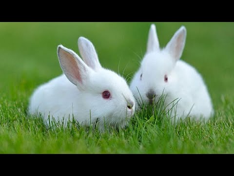 Video: Thỏ Mỹ: giống, ảnh, sự thật thú vị