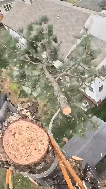 Negative Rigging Pine Tree Tops #arbortec #stihl #pfanner #arborist #treelife