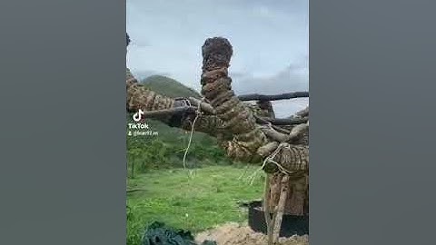 cây thiên tuế độc lạ nhất Việt Nam c ở vạn Ninh Khánh Hòa ae ai th cứ LH cho e Tuấn sđt 0986659029