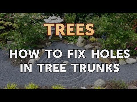 How to Fix Holes in Tree Trunks